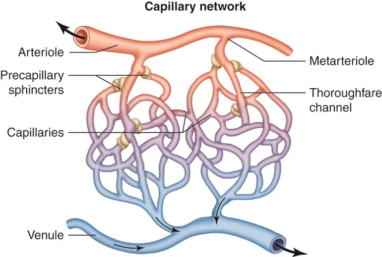 Capillary network diagram